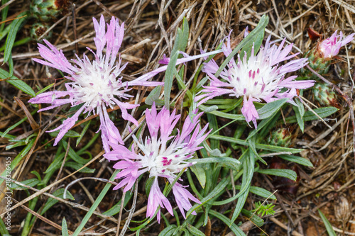 Fototapeta Naklejka Na Ścianę i Meble -  Planta con flores de Bracera. Centaurea aspera.