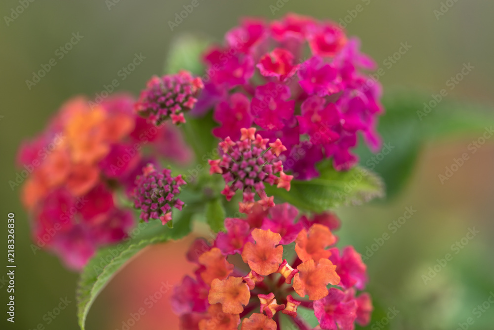 Macro shots of flowers. Macro shots of flowers.