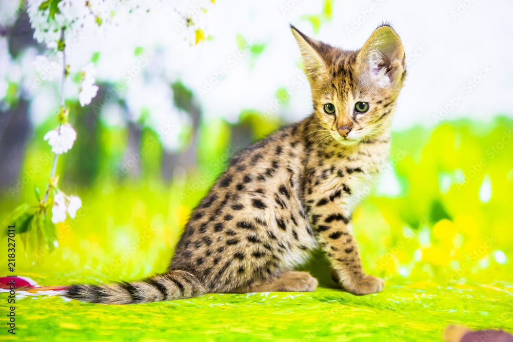 Fototapeta premium Spotted Savannah Kitten F1