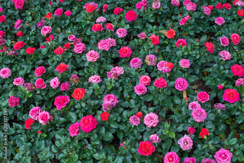 Fototapeta Naklejka Na Ścianę i Meble -  Rose in the garden