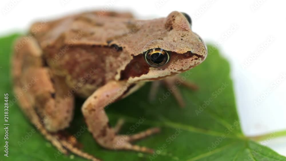 the frog on green leaf the frog on green leaf