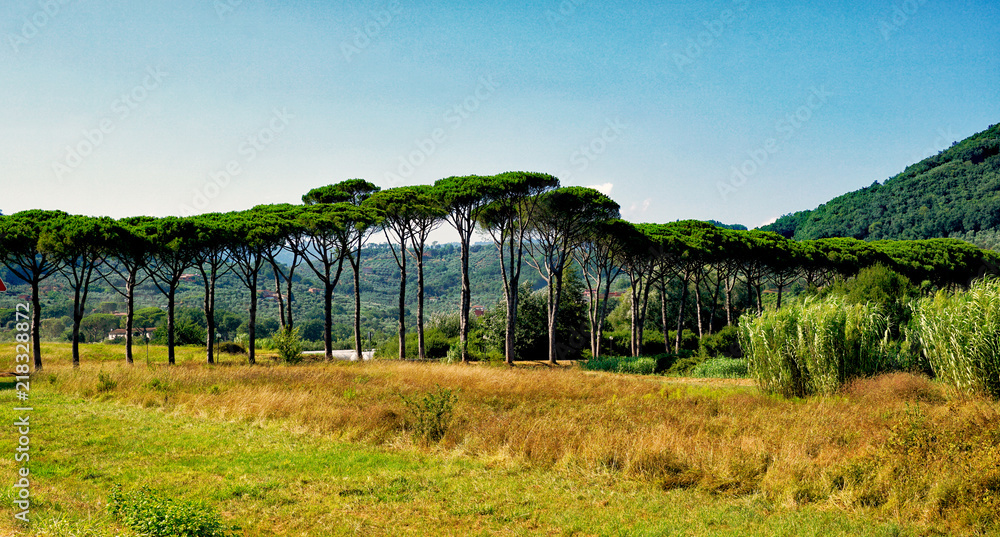 Fototapeta premium Pine Avenue Toscana