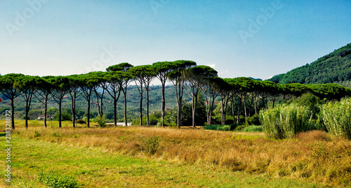 Pine Avenue Toscana