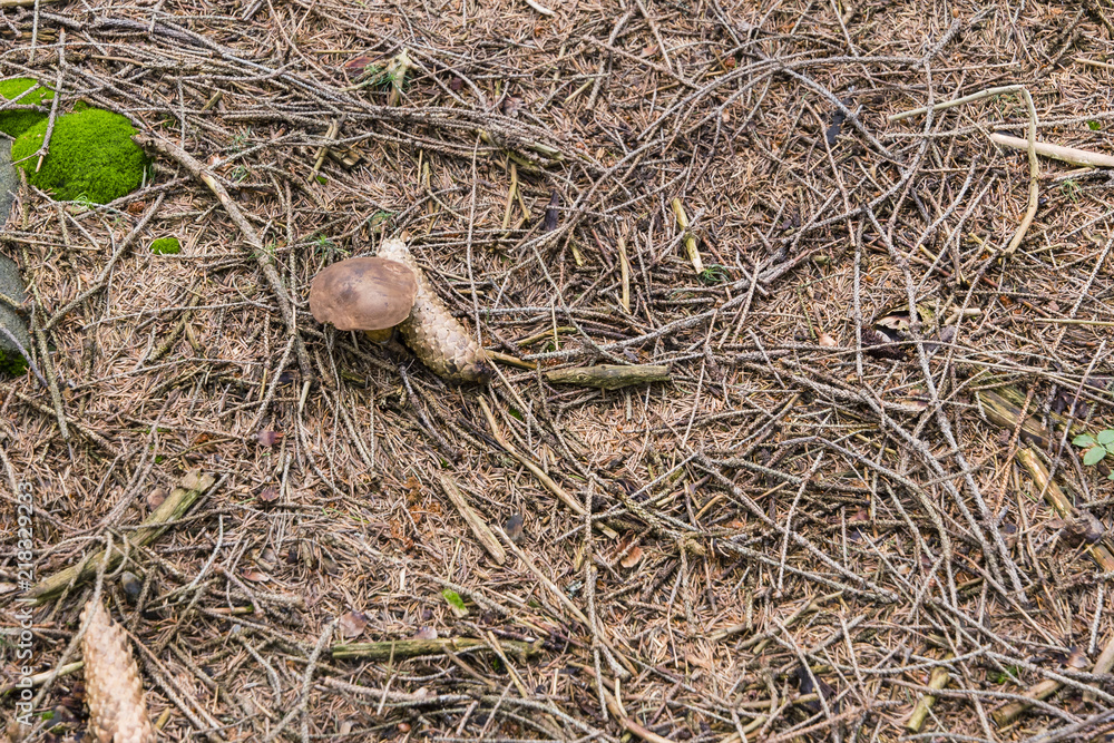 Boletus edible in a forest near a cone in the countryside. Boletus edible in a forest near a cone in the countryside.