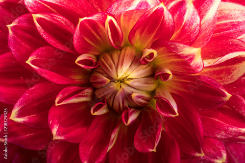 Fototapeta Naklejka Na Ścianę i Meble -  Red dahlia flower isolated on white background
