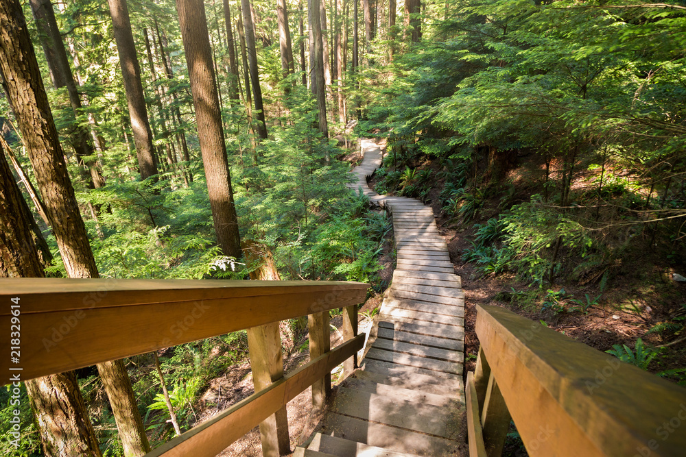 Fototapeta premium Forest walkway near Lynn Canyon in North Vancouver.