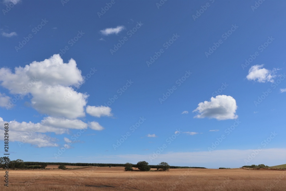 Fototapeta premium Harvest field under blue sky with fluffy white clouds