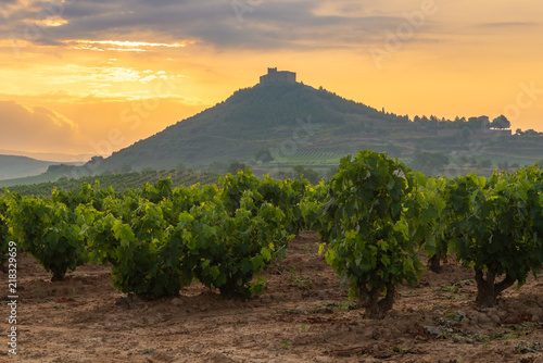 Vineyard with Davalillo castle as background, La Rioja, Spain photo