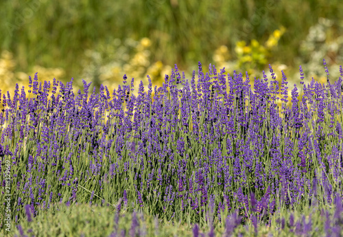 Fototapeta Naklejka Na Ścianę i Meble -   the flourishing lavender and oregano in the background