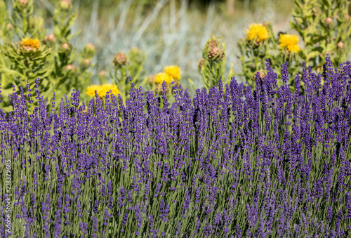  the flourishing lavender and yellow star-thistle flowers