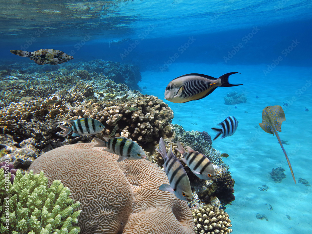 Obraz premium Colorful coral reef fishes of the Red Sea