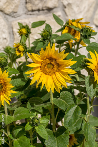 Fototapeta Naklejka Na Ścianę i Meble -  Blooming sunflowers against the background of a limestone wall