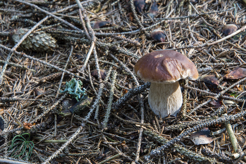 Edible mushroom in needles.