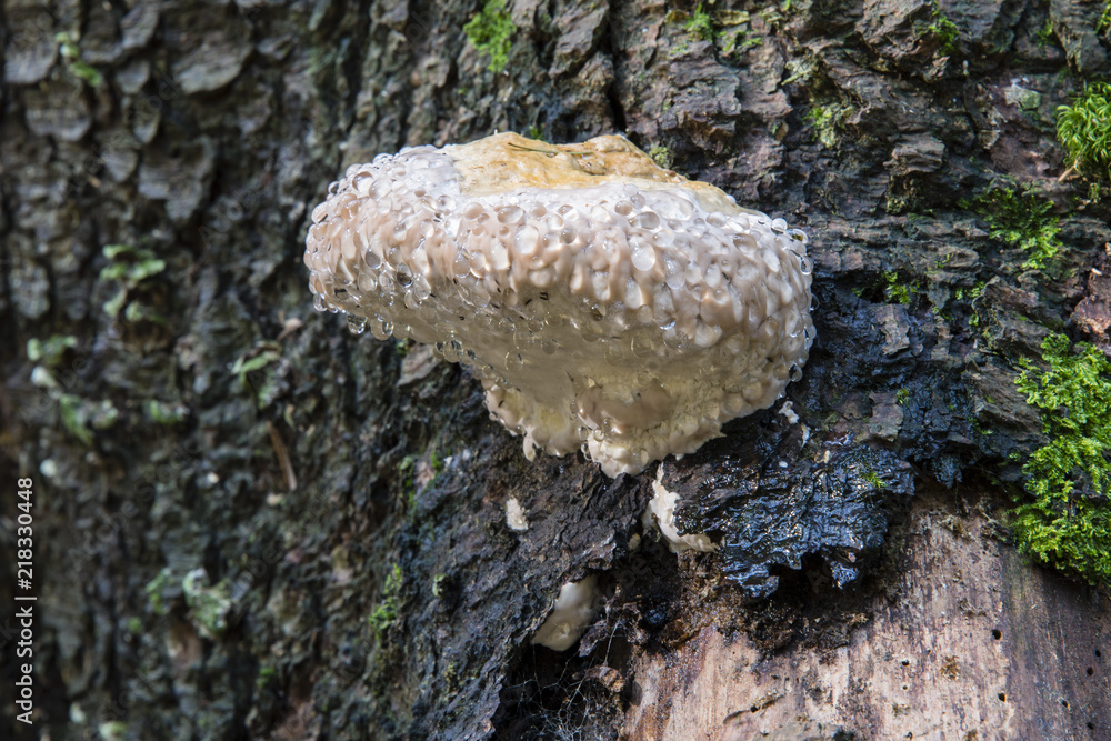 An uncooked boletus on the bark of a tree with drops of sap. An uncooked boletus on the bark of a tree with drops of sap.