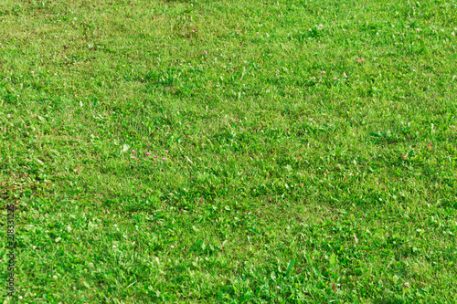 Grass on the slope of the lawn texture.