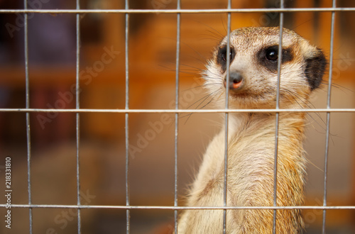 Meerkat or Surikat in the cage of zoo photo