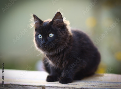 hungry cat looking from the corner with copy space photo