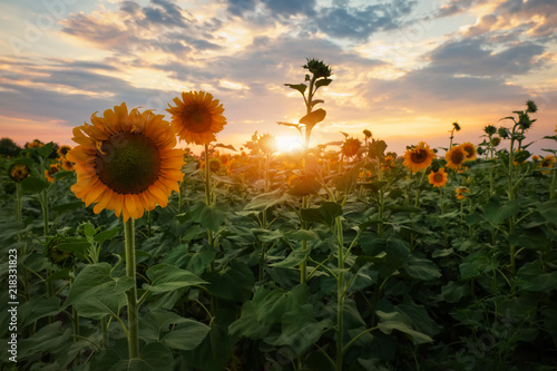 Fototapeta Naklejka Na Ścianę i Meble -  Summer landscape: beauty sunset over sunflowers field