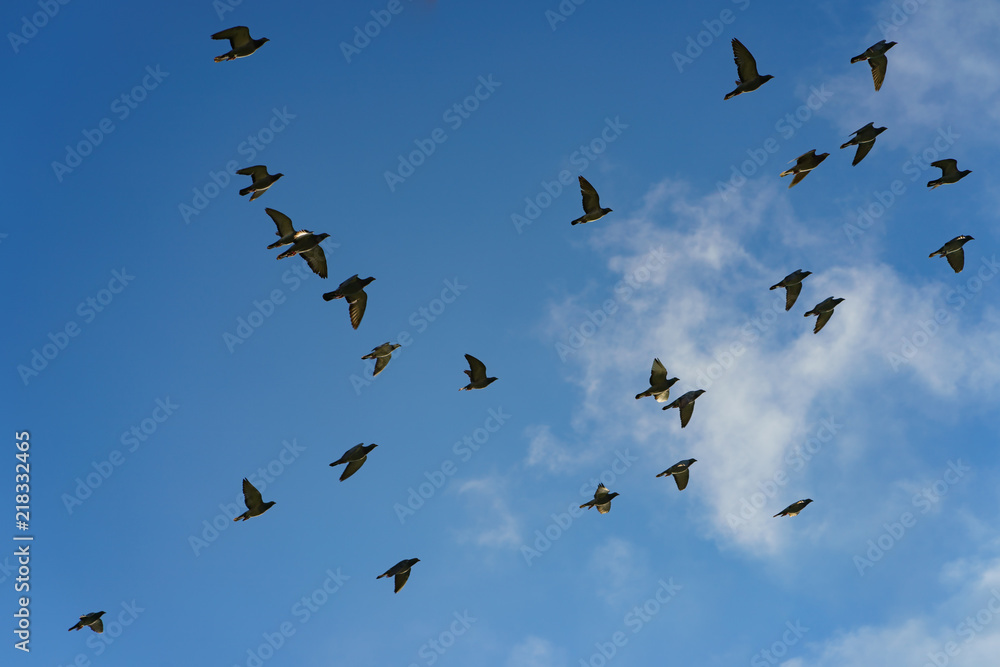 A flock of pigeons flying. The general movement of a large number of birds A flock of pigeons flying. The general movement of a large number of birds