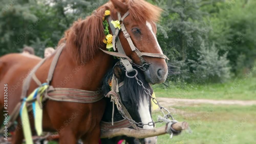Pair of decorated horses in a harness with expressive eyes Pair of decorated horses in a harness with expressive eyes
