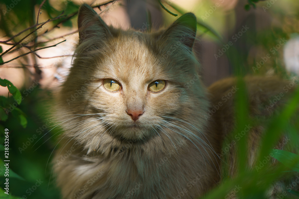 Red cat sunbathing