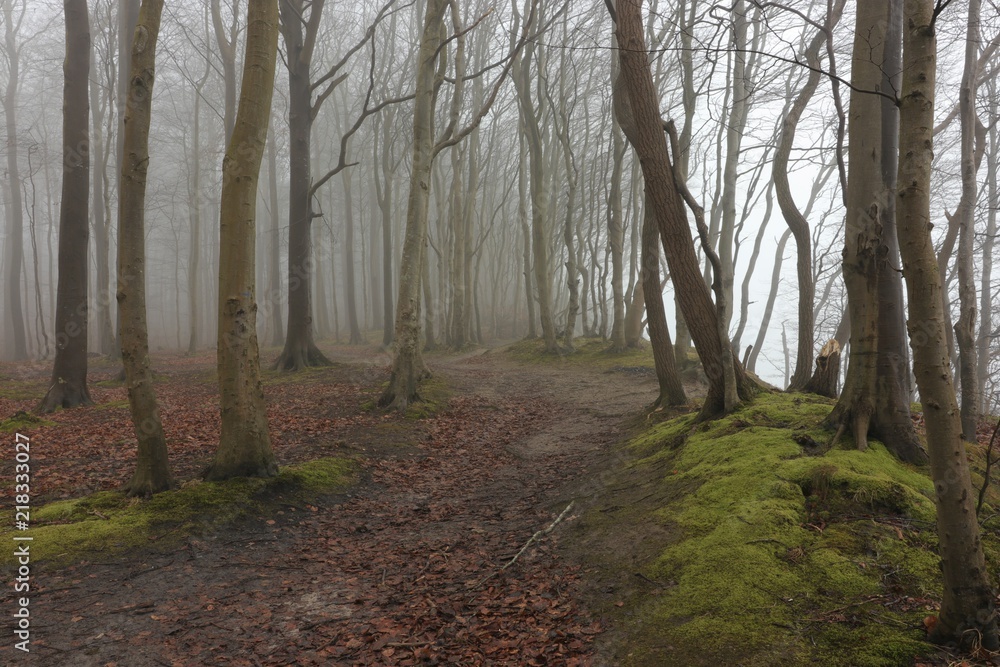 Fototapeta premium mystischer Nebel im Geisterwald