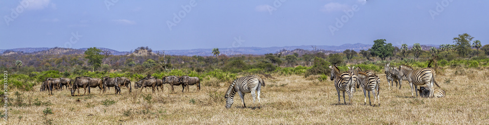 Fototapeta premium Plains zebra and Blue wildebeest in Kruger National park, South Africa ; Specie Equus quagga burchellii and Connochaetes taurinus