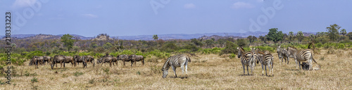 Plains zebra  and Blue wildebeest in Kruger National park  South Africa   Specie Equus quagga burchellii and Connochaetes taurinus