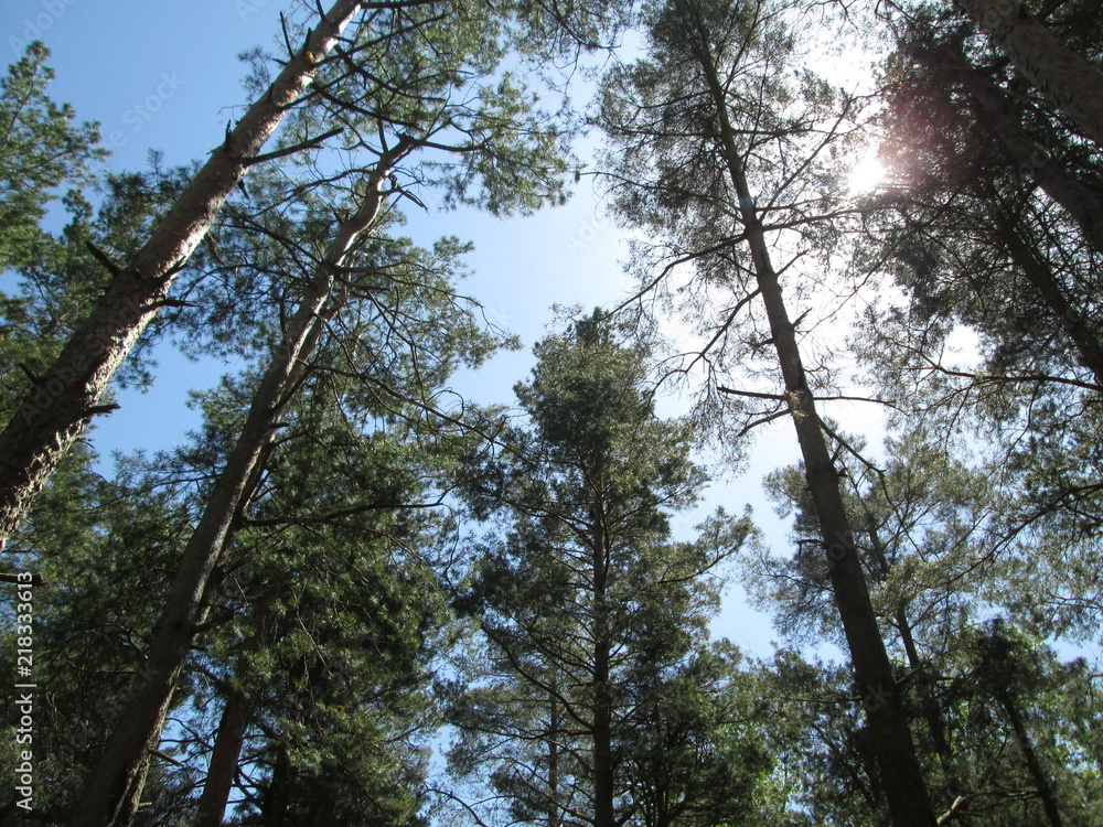 Fototapeta premium Pine trees