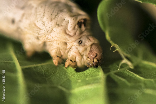 Macro closeup view of silk worm chewing on green leaf