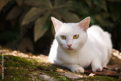 A white cat is in the garden.