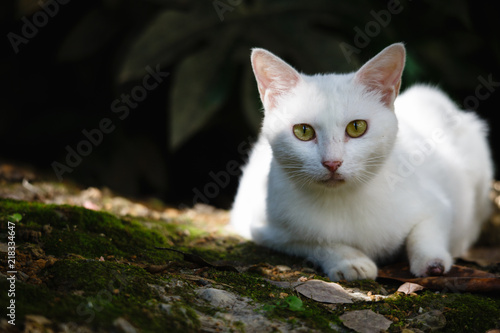 A white cat is in the garden.