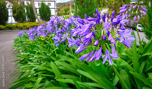 Agapanthus or African lily flowers in the garden. photo