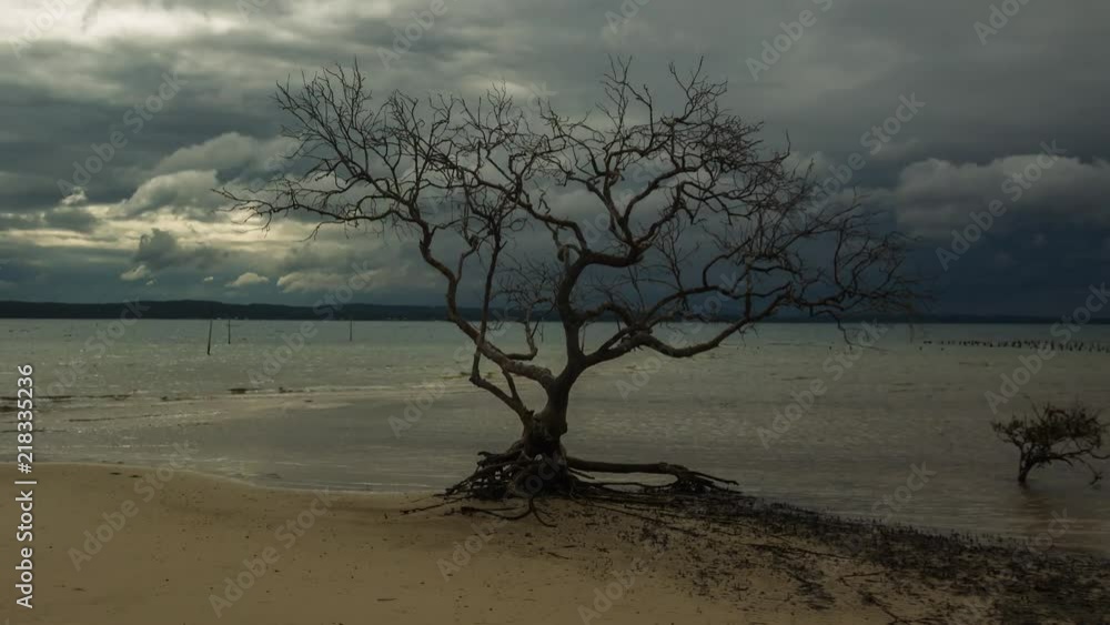 Timelapse of mangrove tree on sand with passing rain clouds. Timelapse of mangrove tree on sand with passing rain clouds.