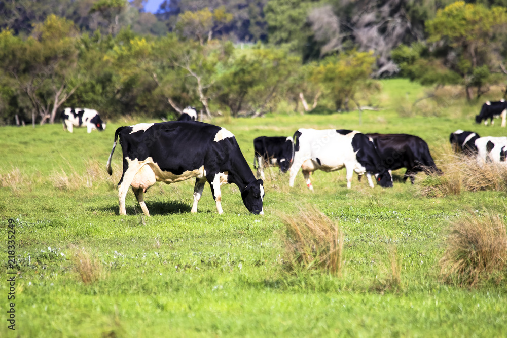 Livestock heard of cow and cattle grazing in countryside green pasture field farm Livestock heard of cow and cattle grazing in countryside green pasture field farm