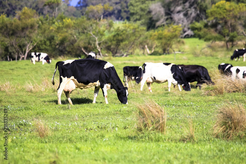 Livestock heard of cow and cattle grazing in countryside green pasture field farm