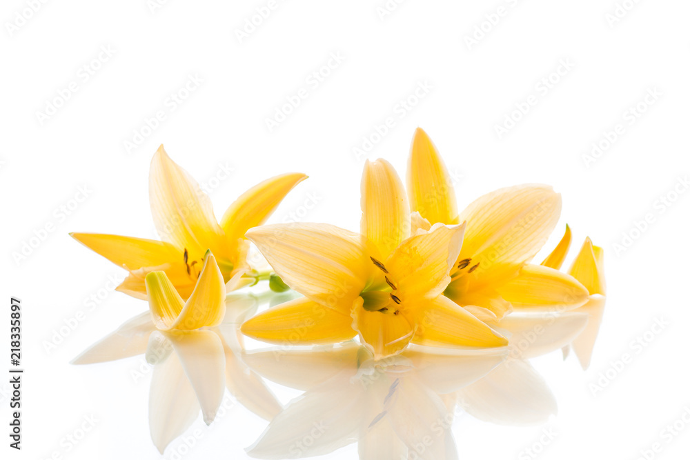 Fototapeta premium Yellow Lily flowers and buds on a white