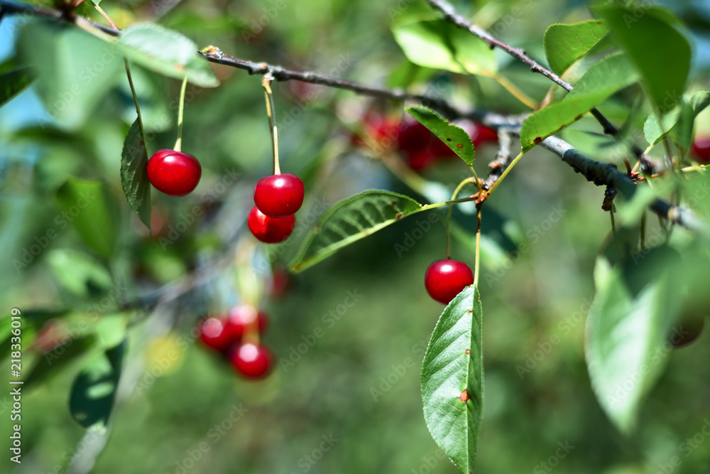 Ripe cherry berries. Ripe cherry berries.
