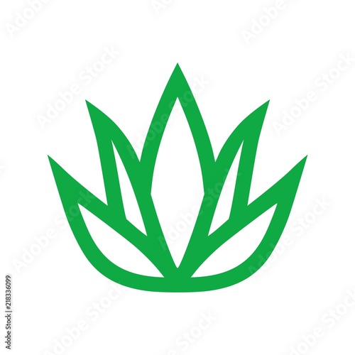 Green aloe vera plant with leaves