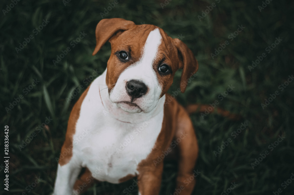 Obraz premium Staffordshire terrier puppy