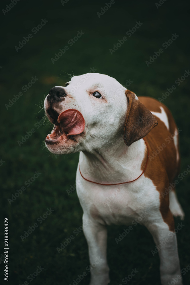 Staffordshire terrier puppy