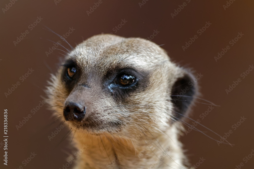 Fototapeta premium Gros plan sur un suricate