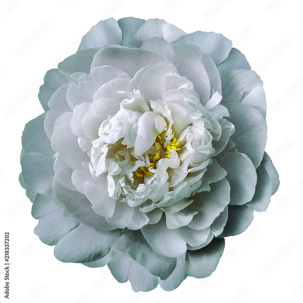 Light turquoise-white peony flower with yellow stamens on an isolated white background with clipping path. Closeup. For design. Nature. Light turquoise-white peony flower with yellow stamens on an isolated white background with clipping path. Closeup. For design. Nature.
