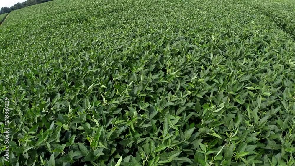Soybean field forwards track Soybean field forwards track