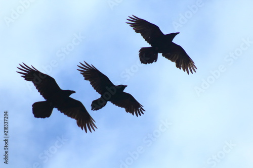 Ravens flying and playing in the air © Michaela