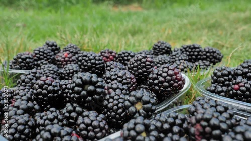 big black ripe healthy blackberry in plastic trays laying on green sunlight grass