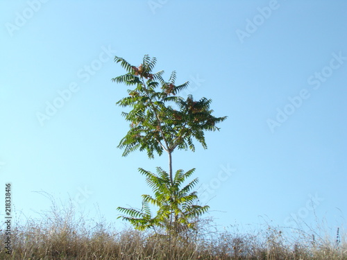 куст на фоне неба