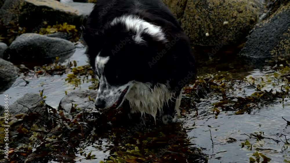 a border collie on a beach on the east coast of Scotland, dog running and playing in slow motion 4k resolution on a beach. a border collie on a beach on the east coast of Scotland, dog running and playing in slow motion 4k resolution on a beach.
