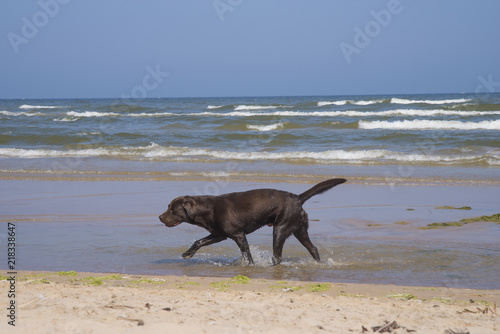Labrador looks at the sea