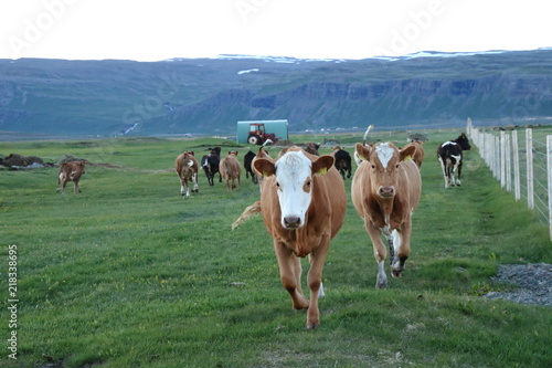 Icelandic cows playing and running © Michaela